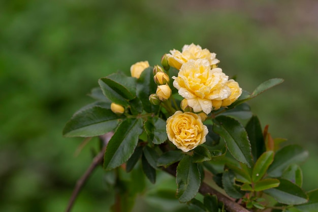 Closeup knoppen lady banks rose net banks rose of rosa banksiae kleine lichtgele bloeiwijzen van rozen en knoppen