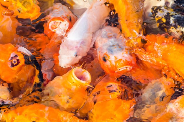 Closeup of the koi fish traditional ornamental fish