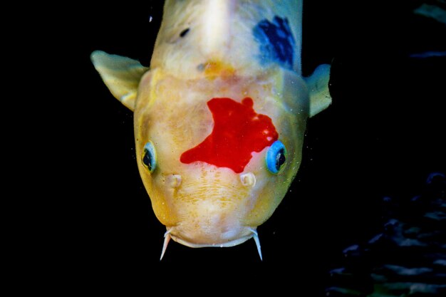 Foto primo piano di un pesce koi in attesa di cibo