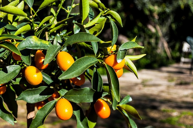 Primo piano del kumquat sulla pianta