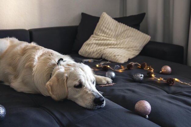 Closeup labrador on a couch with Christmas decor