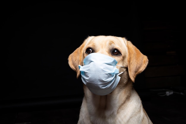 Closeup of a Labrador Retriever dog in a medical face mask Isolated Studio photo on a black background