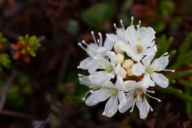 Foto close-up del fiore del tè del labrador trovato nella tundra artica del canada