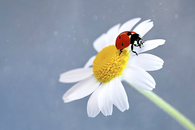 closeup ladybug on a camomile