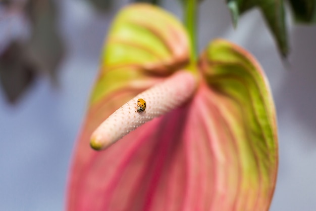 Closeup ladybug crawling on fresh anthurium flower with blurred background