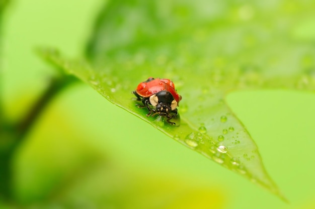 Primo piano coccinella su una foglia verde nell'erba gocce d'acqua