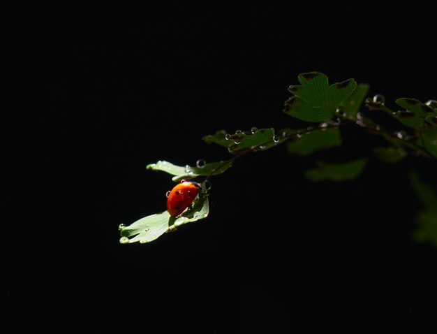 Closeup ladybug on a leaf in a beam of light on a dark background