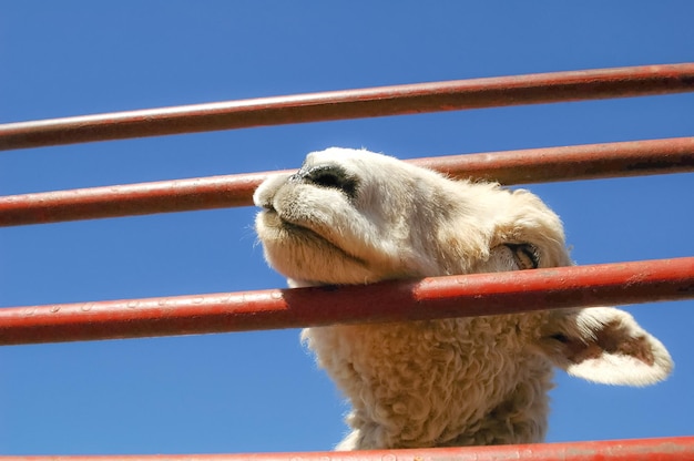 Foto primo piano di un agnello in un recinto al mercato del bestiame