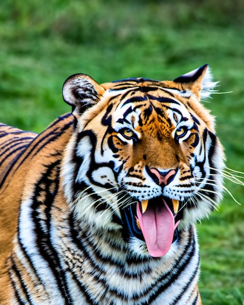 Closeup landscape shot of a striped Tiger with green grass