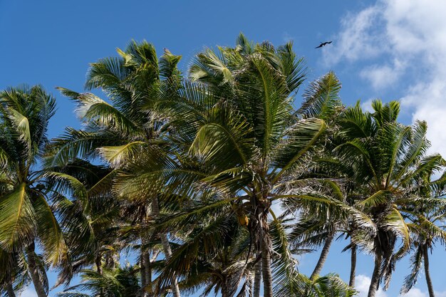 Photo closeup of a landscape with palm trees and vegetation