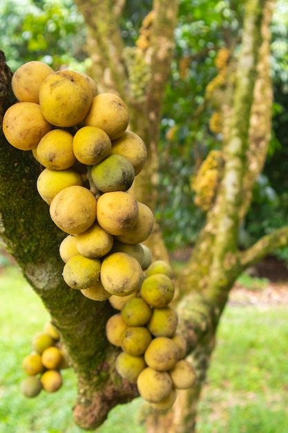 Primo piano di lansium parasiticum o albero di longkong in thailandia