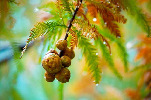 Крупным планом лиственничный лес лиственничные сосновые шишки фрукты