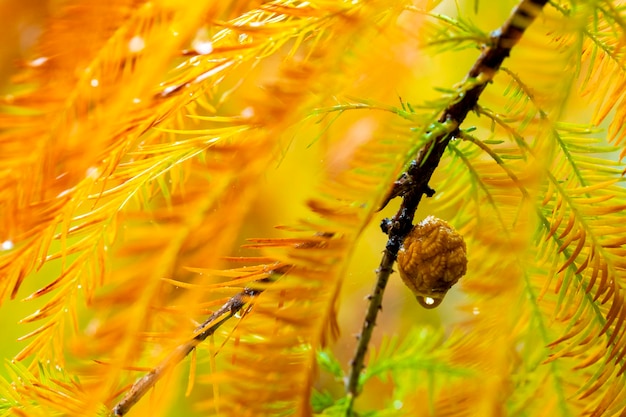 Closeup larch forest larch pine cones fruit