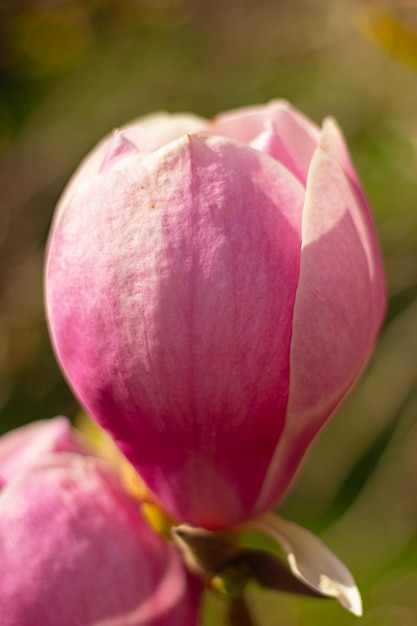 写真 ピンクの花モクレンの木の大きな閉じたつぼみをクローズ アップ