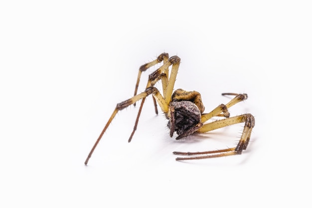 Closeup of large dead spider on isolated white surface, concept of arachnophobia, arachnid killed after using poison or pesticide.