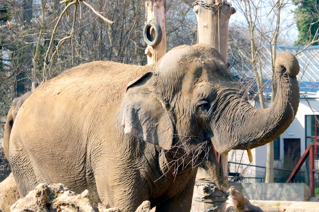 Closeup of a large elephant eating tree branches