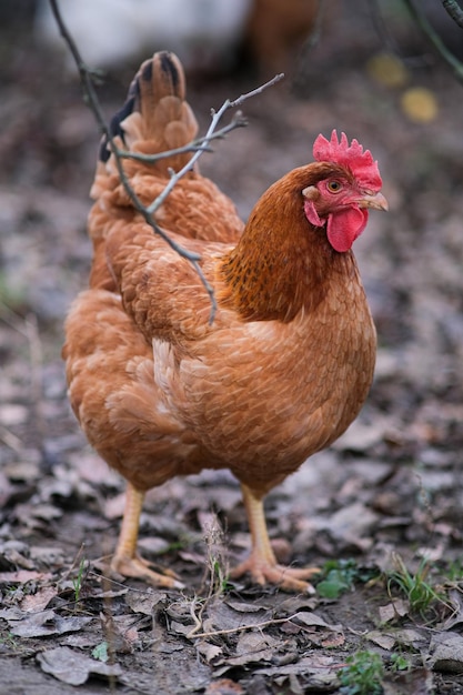 정원에서 포즈를 취하는 큰 빨간 닭 귀여운 닭의 근접 촬영