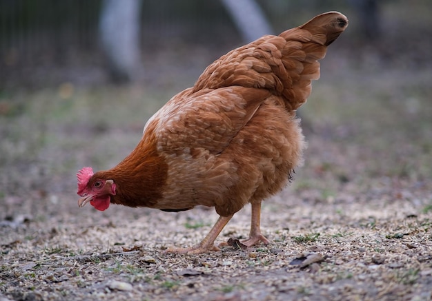 A closeup of a large red chicken cute chicken posing in the garden