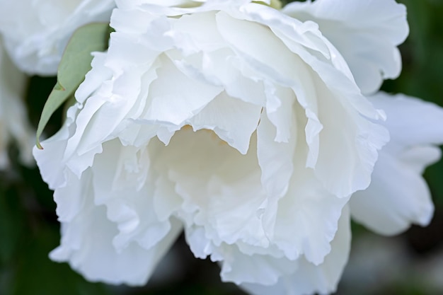 Closeup of large white peony flower