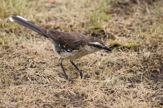 closeup of a lark in the grass