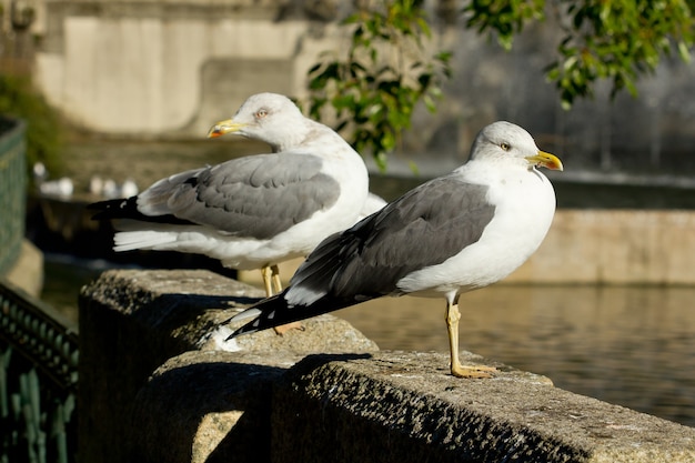 Крупный план Larus fuscus или малых чаек с черной спинкой на открытом воздухе в дневное время