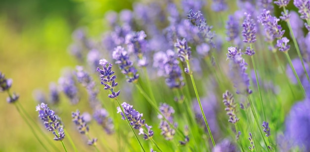 Closeup on lavender blooming in a garden scenic nature