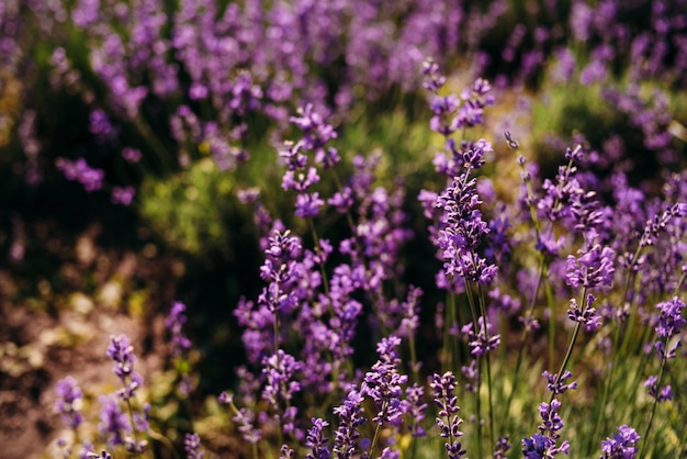 クローズアップラベンダーの花はフィールドで育ちます。