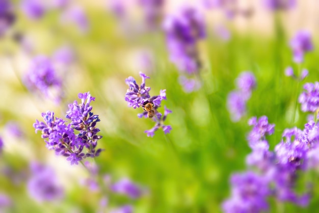 Closeup of lavender flower with a bee pollinating flowers on a summer day in the garden selective soft focus