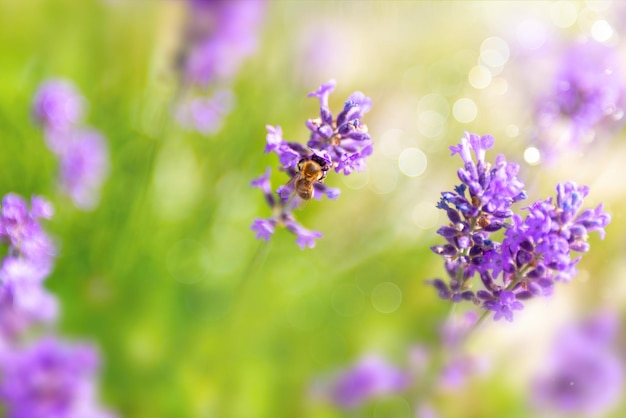 Primo piano del fiore di lavanda con un'ape che impollina i fiori in una giornata estiva o primaverile nel fuoco morbido selettivo del giardino