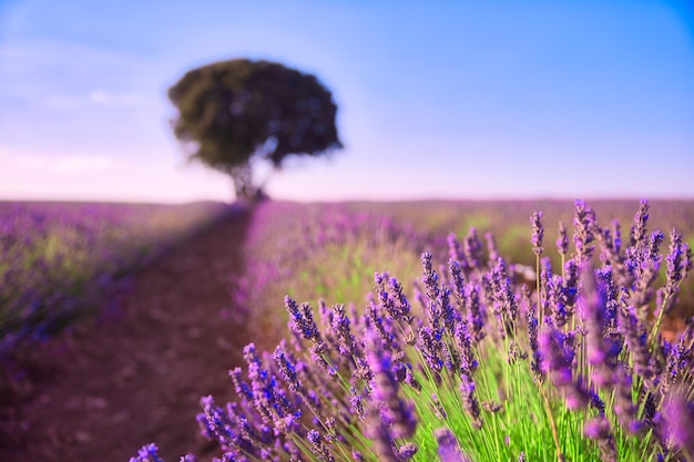 Closeup of lavender plant Brihuega Spain