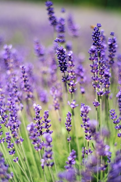 Closeup of lavender, purple tone sunlight. 