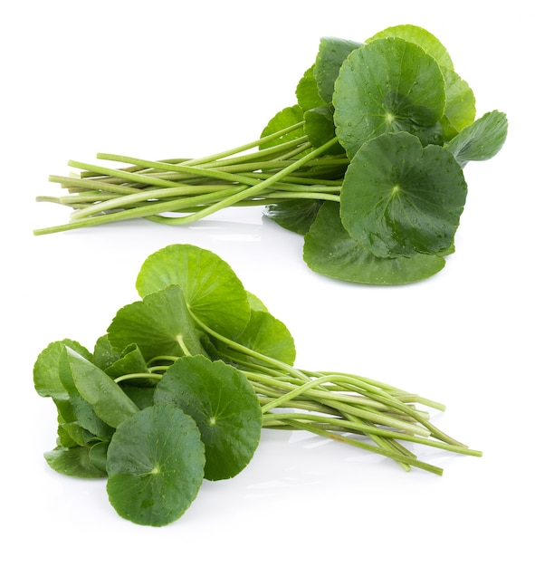 Closeup leaf of Gotu kola, Asiatic pennywort, asiatic leaf isolated on white background