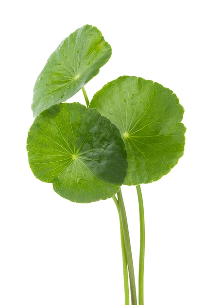 Photo closeup leaf of gotu kola