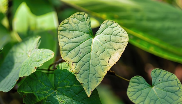 Closeup leaf like a heart shape in the forest