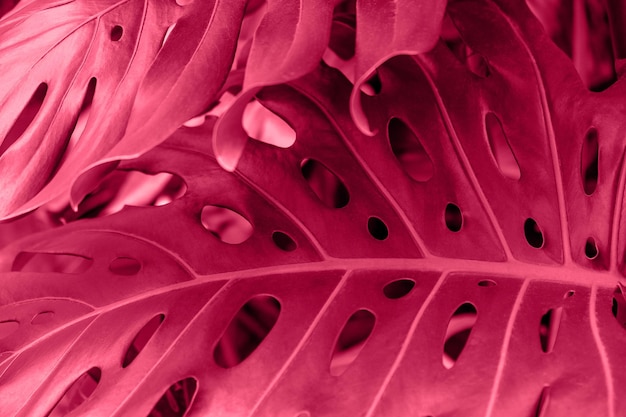 Closeup of a leaf of a tropical monstera plant Viva magenta color