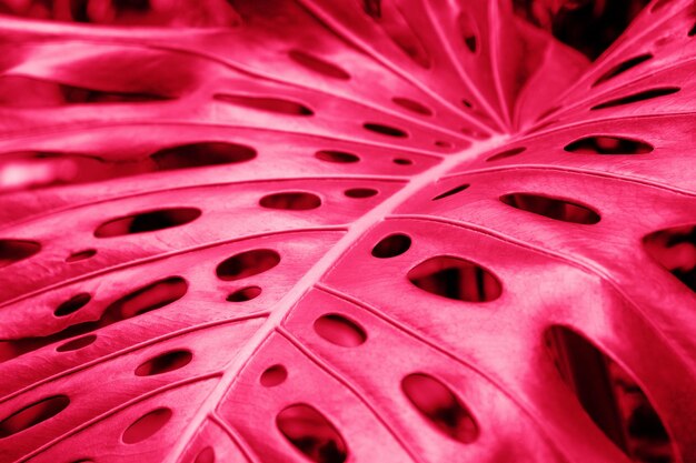 Closeup of a leaf of a tropical monstera plant Viva magenta color