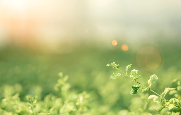 Photo closeup of leaf with blurred nature background and sun flare.