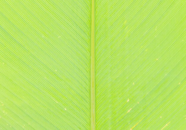 Photo closeup at leaf with some dried spot background