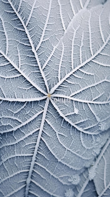 a closeup of a leaf