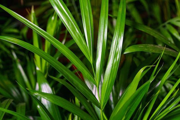 屋内植物の竹椰子チャメドレアseifriziiの葉のクローズアップ屋内の緑の葉...