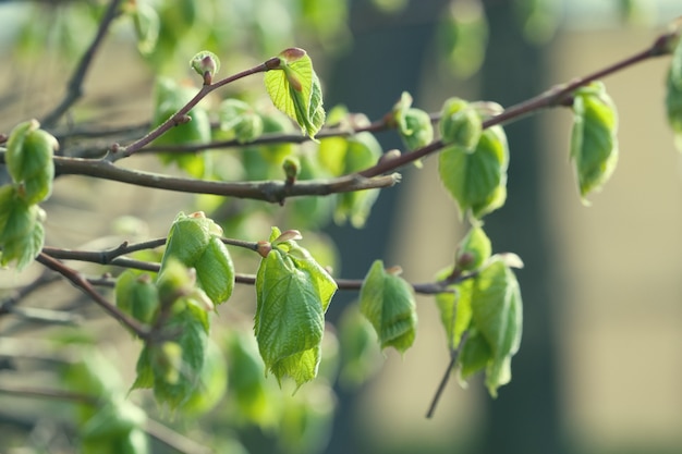 Closeup leaves and branches