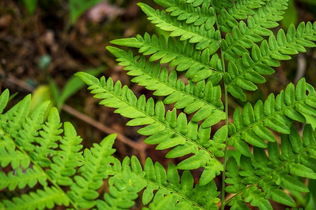 Closeup leaves of the oldest plant ferns in the forest