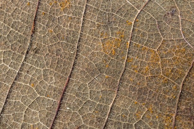 Foglie di primo piano, modelli di foglie secche