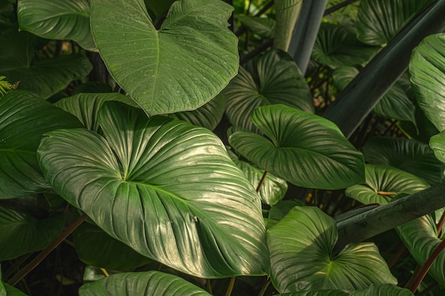 東南アジアの熱帯雨林の熱帯植物の葉のクローズアップ。緑の熱帯の葉のヤシ、シダ、観賞植物の背景の背景の暗い色調