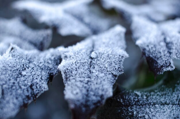 Photo closeup leaves in winter with frozen drops of water with blurred background cold concept