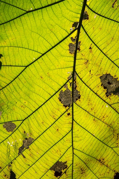 Макрофотография листья
