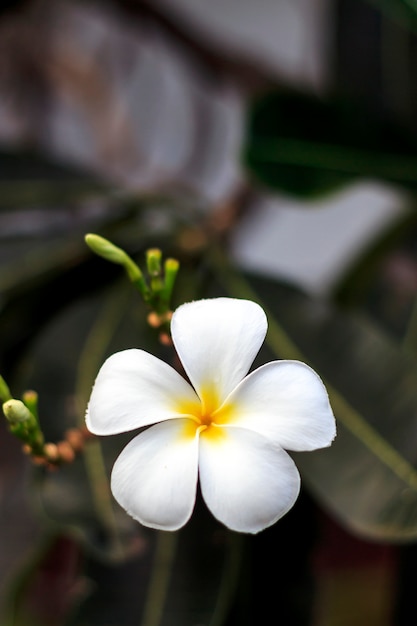 Макрофотография leelawadee цветок с мягким фокусом и над светом в фоновом режиме