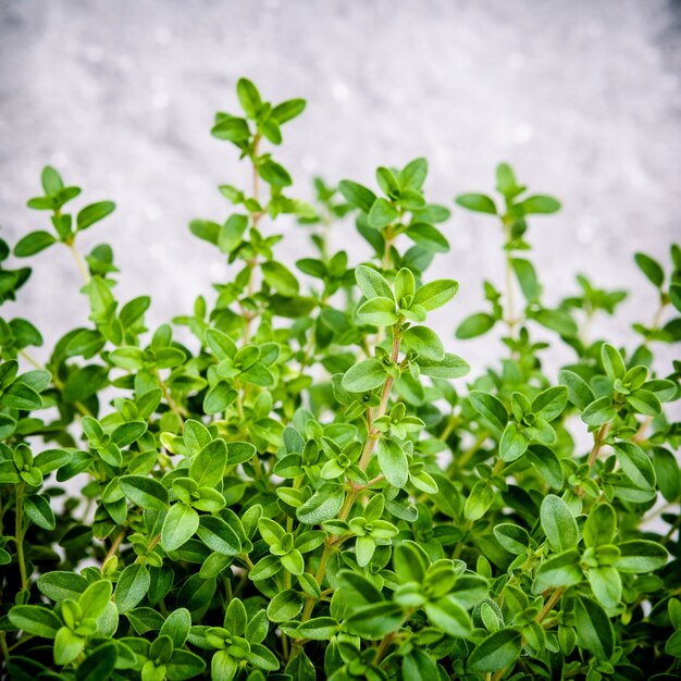 Closeup lemon thyme leaves from the herb garden.