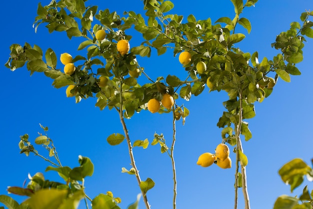 Closeup of lemon tree over blue sky in Spain