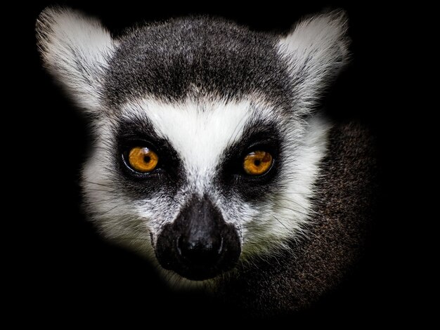 Closeup of a lemur under the lights against a black background